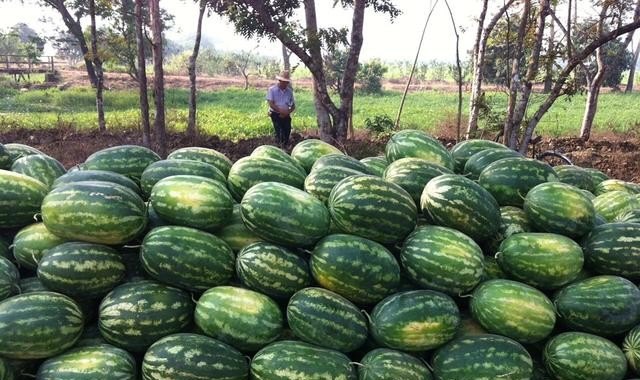 我在农村家里养猪，邻居怕脏臭怎么办，养殖猪最忌讳什么气味 - 中国养殖网