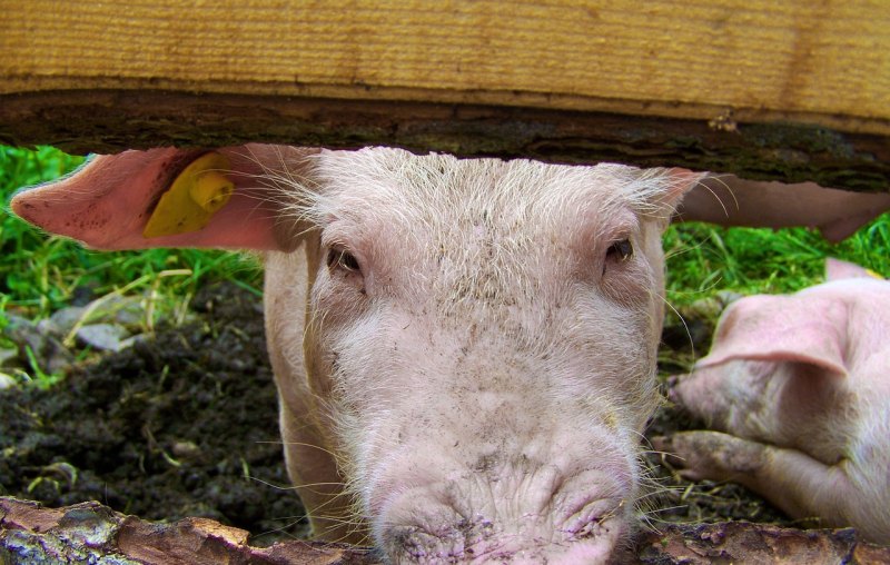 五百斤的猪多少钱保本 - 中国养殖网