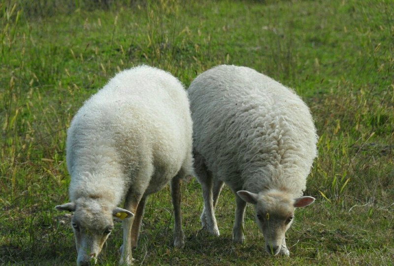 一片草地上的羊为什么不是种群 - 中国养殖网
