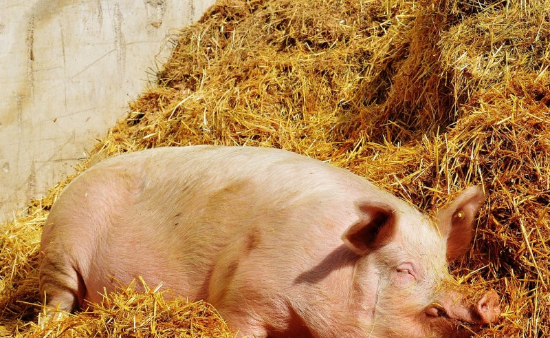 母猪种猪哪里的好 - 中国养殖网