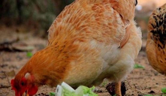 山地养鸡怎么防止老鼠 - 中国养殖网