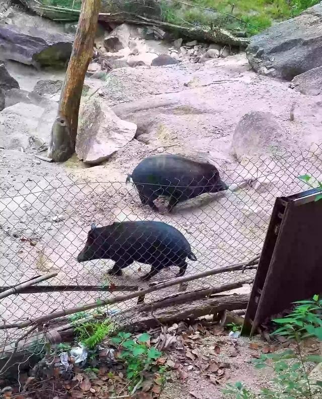 有人说生态猪养殖不臭是真的吗 - 中国养殖网