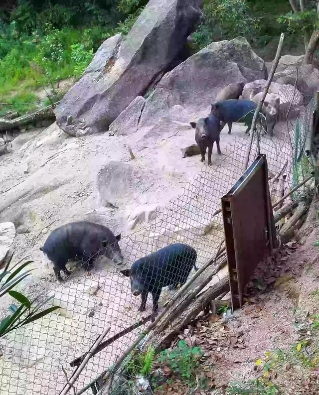 有人说生态猪养殖不臭是真的吗 - 中国养殖网