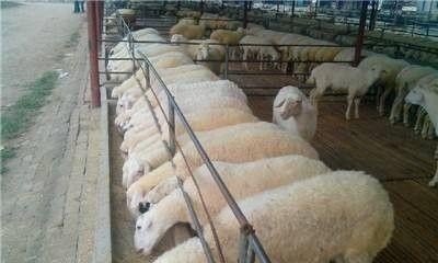 问下各位怎么样选择小羊，什么品种好养。养羊的前景怎样 - 中国养殖网