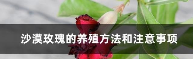 沙漠玫瑰的养殖方法 - 中国养殖网