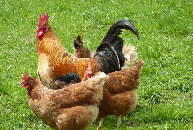 鸡吃什么天天下蛋 - 中国养殖网