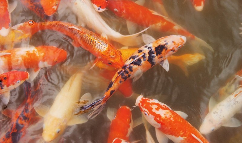 小花鱼品种 - 中国养殖网
