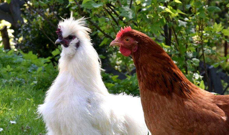 肉鸽可以和鸡一起养 - 中国养殖网
