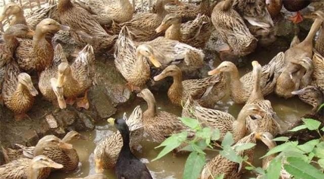 什么鸭子产蛋量最高 - 中国养殖网