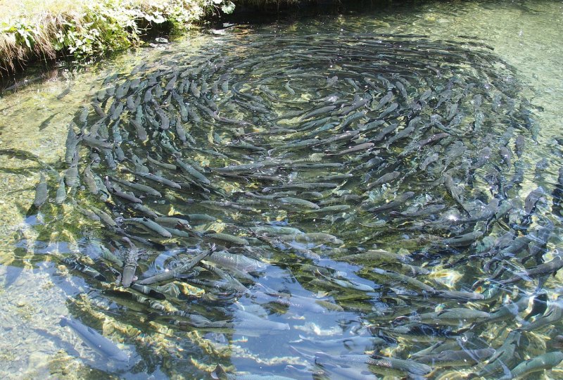 四大家鱼的立体养殖技术 - 中国养殖网