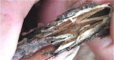 蚕蛹怎么养殖 - 中国养殖网