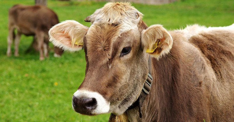牛的品种 - 中国养殖网