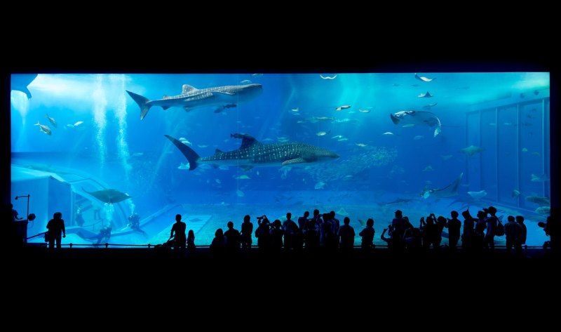 鄱阳湖水族馆里面有哪几种鲨鱼 - 中国养殖网
