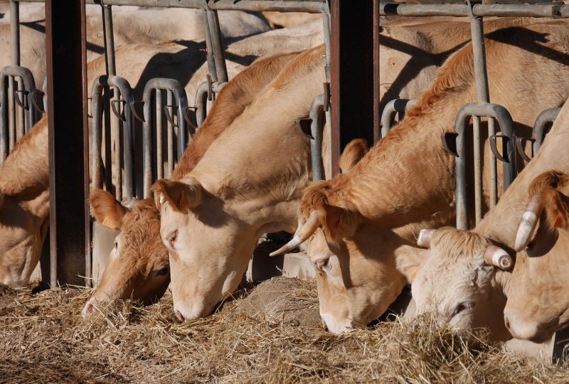 牛和驴养殖哪个利润高 - 中国养殖网