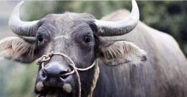 印度的牛怎么处理 - 中国养殖网