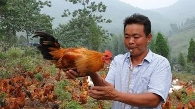 散养鸡，地方应该选什么地好 - 中国养殖网
