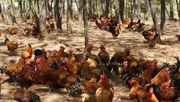 散养鸡，地方应该选什么地好 - 中国养殖网