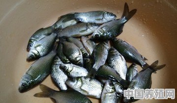 在家怎么养草鱼苗 - 中国养殖网