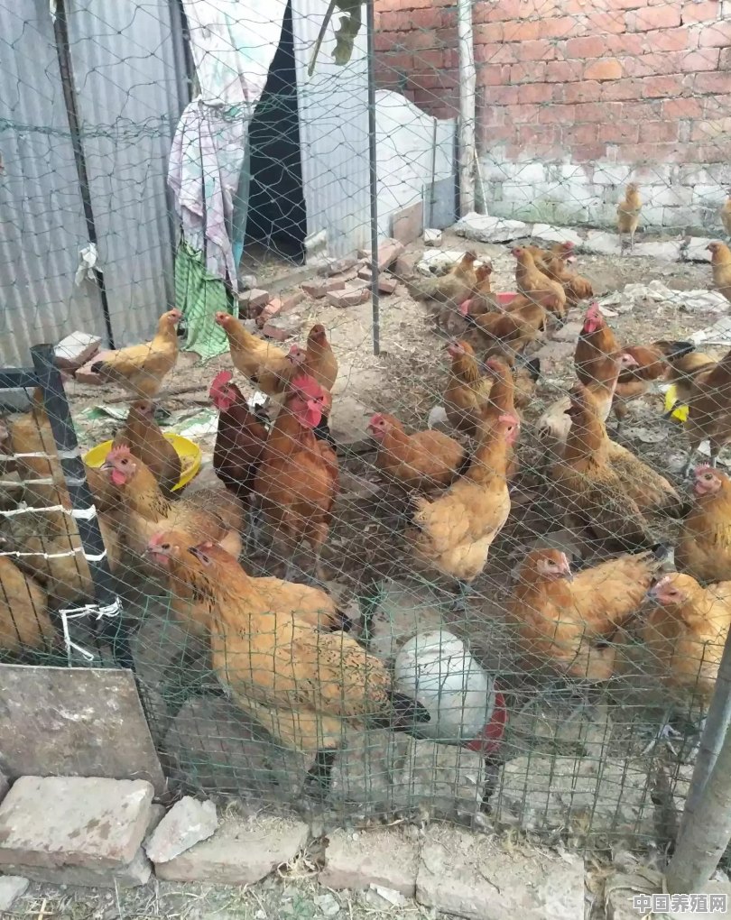 今年的鸡鸭价格什么时候会回升 - 中国养殖网