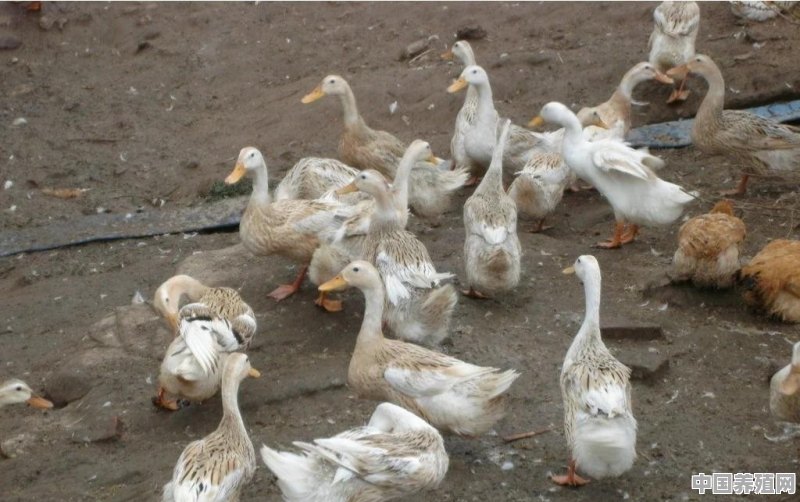 今年的鸡鸭价格什么时候会回升 - 中国养殖网