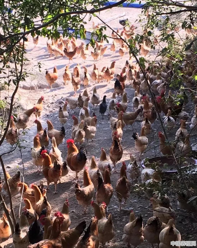 一个合法鸡养殖场，都有那些合法手续 - 中国养殖网