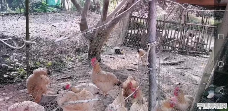 一个合法鸡养殖场，都有那些合法手续 - 中国养殖网