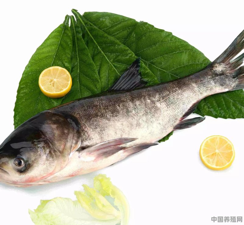 什么鱼不容易死长得快而且鱼肉味道好 - 中国养殖网