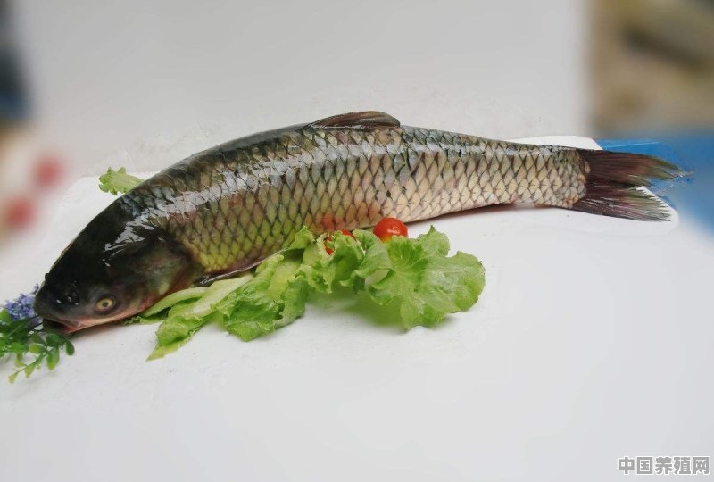 什么鱼不容易死长得快而且鱼肉味道好 - 中国养殖网
