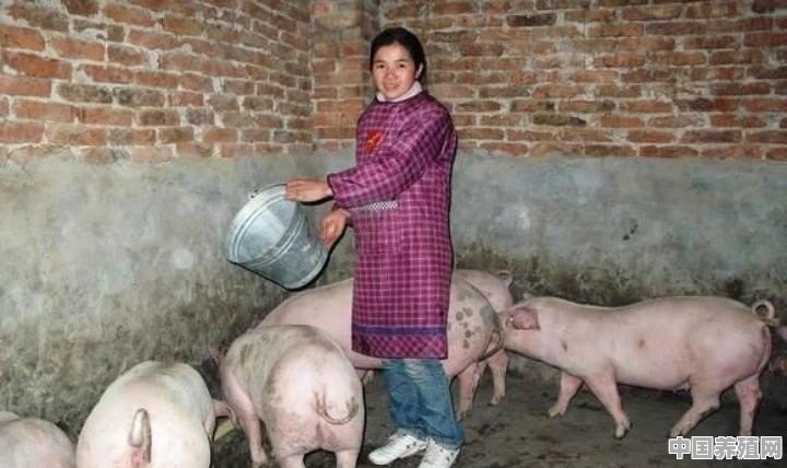 养猪政策放开后的今年，农村养猪量会增加吗 - 中国养殖网