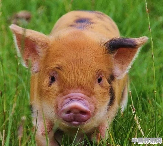 养猪政策放开后的今年，农村养猪量会增加吗 - 中国养殖网