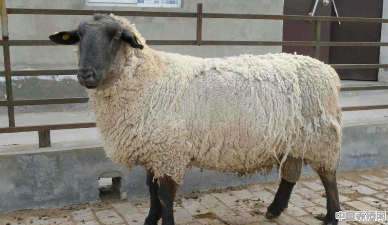 杜泊羊和萨福克羊哪个品种好 - 中国养殖网