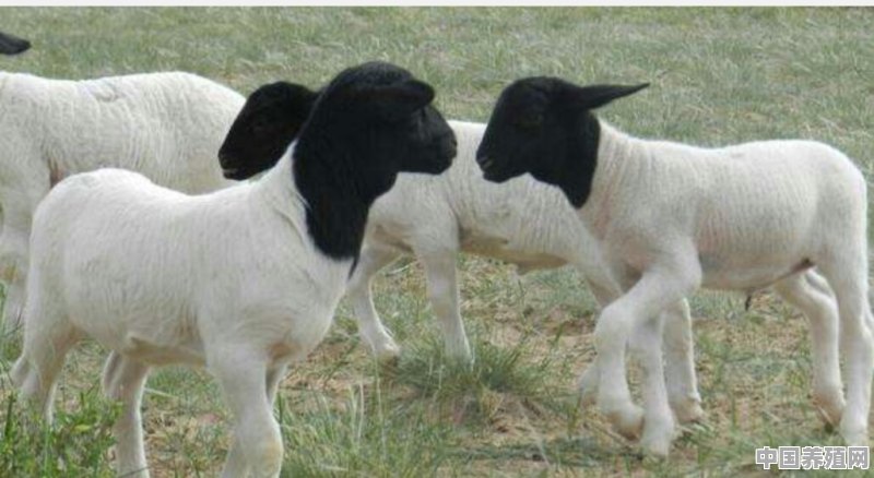 杜泊羊和萨福克羊哪个品种好 - 中国养殖网