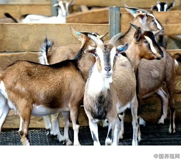 养殖黔北麻羊有前途吗 - 中国养殖网