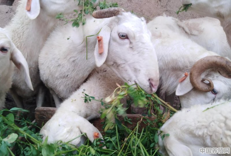 羊是放养好，还是圈养好？哪种利润大 - 中国养殖网