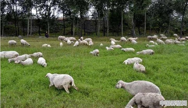 羊是放养好，还是圈养好？哪种利润大 - 中国养殖网
