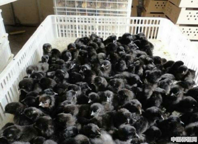 怎样进行乌骨鸡雏鸡的养殖 - 中国养殖网