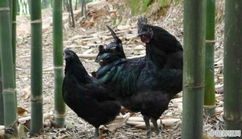 怎样进行乌骨鸡雏鸡的养殖 - 中国养殖网