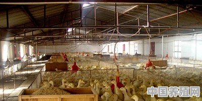 当前，农户应该如何养好雏鸭 - 中国养殖网
