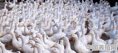 当前，农户应该如何养好雏鸭 - 中国养殖网