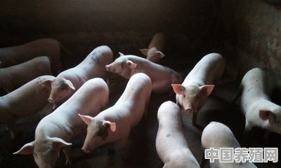 为什么现在有些养殖场养的大都是白猪，而人们想吃黑猪肉却很难呢 - 中国养殖网