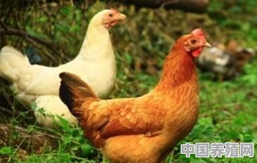 亲戚承包了八千亩土地，现在养了土猪，鸡，鸭等，全是原生态，怎样做利润才最大化 - 中国养殖网