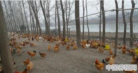 亲戚承包了八千亩土地，现在养了土猪，鸡，鸭等，全是原生态，怎样做利润才最大化 - 中国养殖网