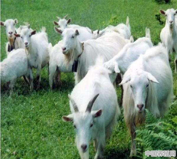 农村养殖羊应该离住户多远距离合适 - 中国养殖网