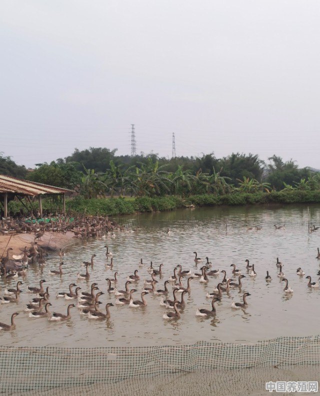 2020年养鸭行情如何，养5000只肉鸭投入要多少 - 中国养殖网