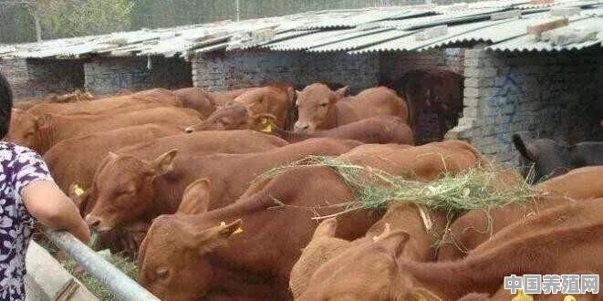 在山西养什么品种的牛好 - 中国养殖网