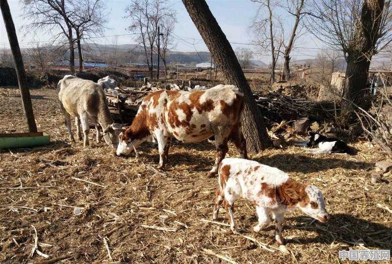 在山西养什么品种的牛好 - 中国养殖网