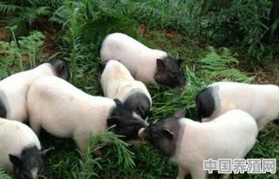 香猪如何进行放养 - 中国养殖网