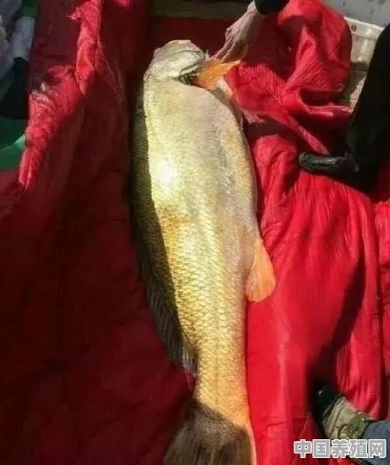 福州渔民捕获147斤野生黄瓜鱼价值百万，一夜暴富，这种鱼为什么那么值钱 - 中国养殖网