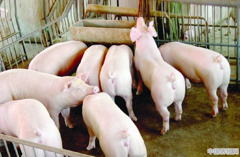 辞职回家养猪，就养10头，有没有比上班族强 - 中国养殖网