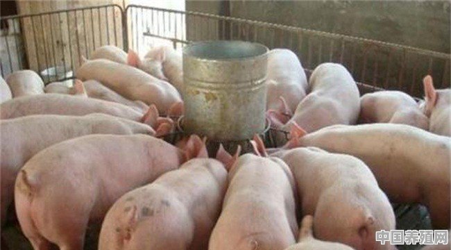 辞职回家养猪，就养10头，有没有比上班族强 - 中国养殖网